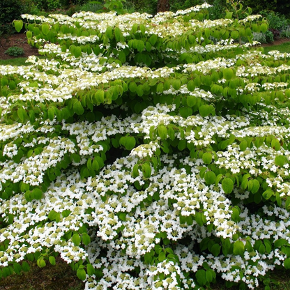 Viburnum plicatum 'Mariesii' - Japanse sneeuwbal