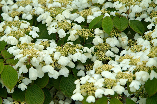Viburnum plicatum 'Mariesii' - Japanse sneeuwbal