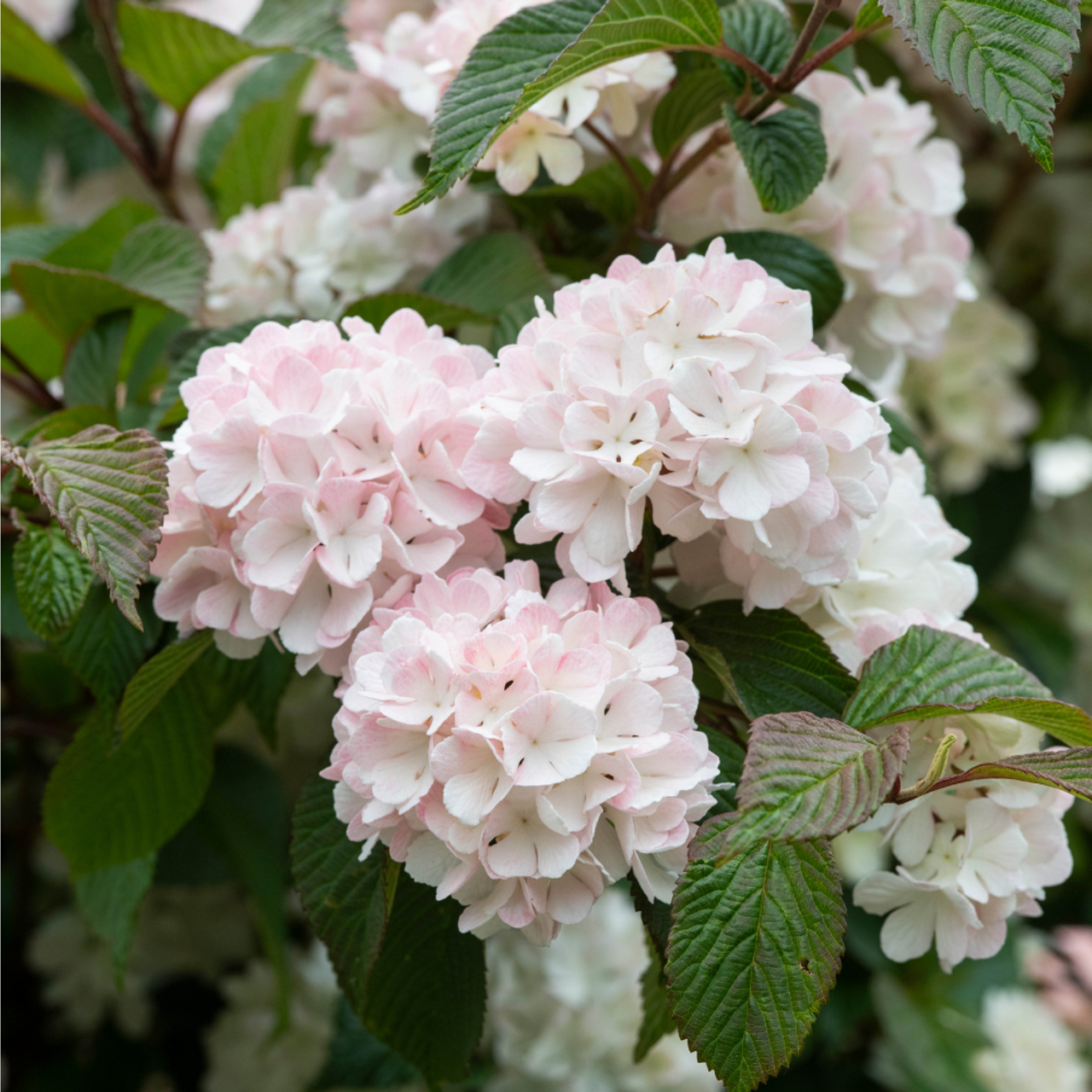 Viburnum plicatum 'Rosace' - Japanse sneeuwbal