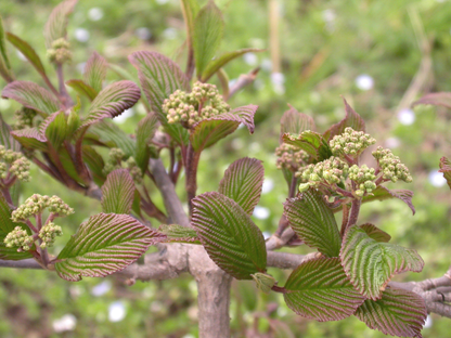 Viburnum plicatum 'Rosace' - Japanse sneeuwbal