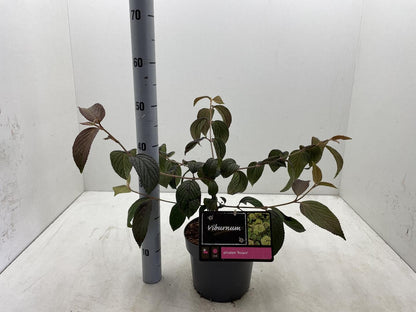 Viburnum plicatum 'Rosace' - Japanse sneeuwbal