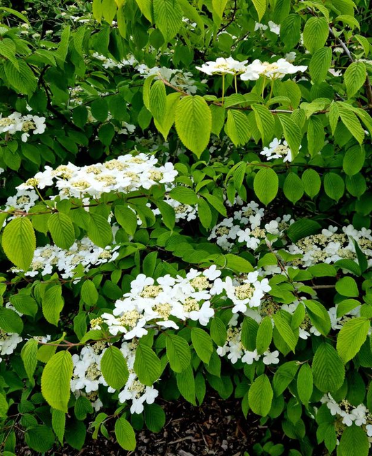 Viburnum plicatum 'Watanabe' - Japanse sneeuwbal
