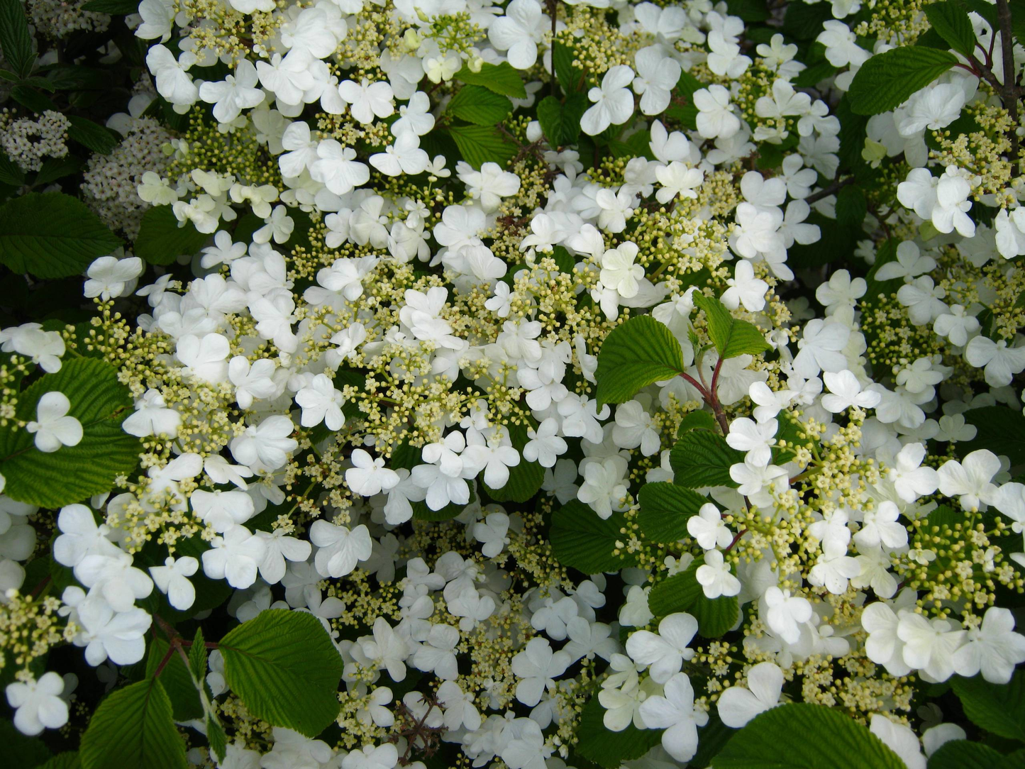 Viburnum plicatum 'Watanabe' - Japanse sneeuwbal