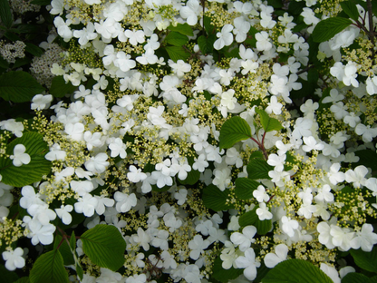 Viburnum plicatum 'Watanabe' - Japanse sneeuwbal
