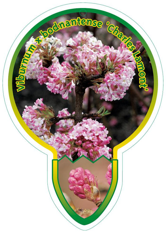 Viburnum bodnantense 'Charles Lamont' - Sneeuwbal op stam