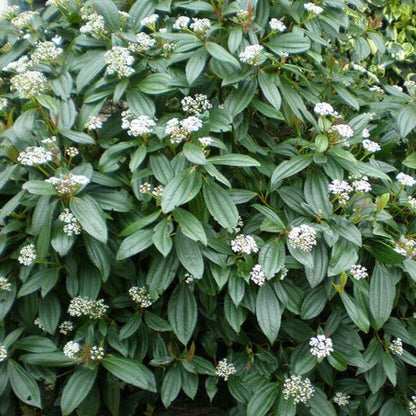 Viburnum davidii - Groenblijvende Sneeuwbal
