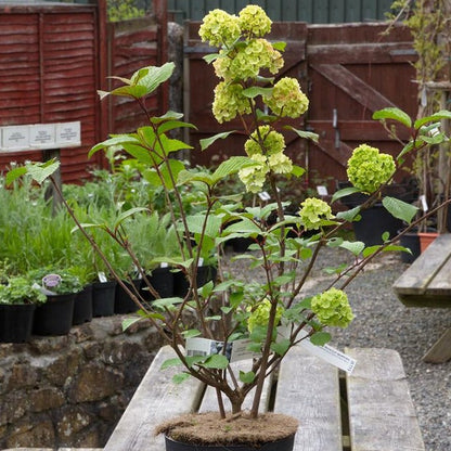 Viburnum plicatum 'Grandiflorum' - Japanse sneeuwbal