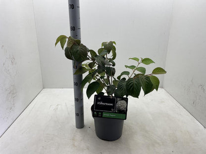 Viburnum plicatum 'Popcorn' - Japanse sneeuwbal