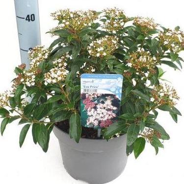Viburnum tinus 'Eve Price' - Sneeuwbal