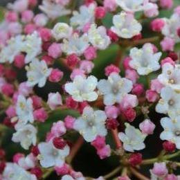 Viburnum tinus 'Gwenllian' - Sneeuwbal