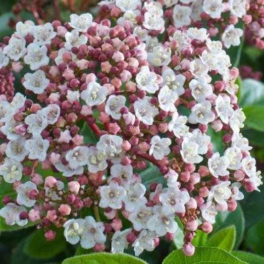 Viburnum tinus 'LisaRose' - Sneeuwbal