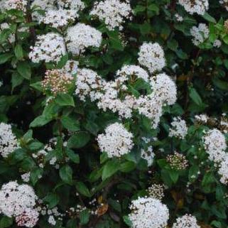 Viburnum tinus 'Spirit' - Sneeuwbal