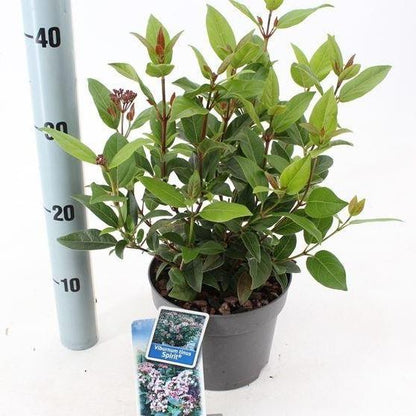 Viburnum tinus 'Spirit' - Sneeuwbal