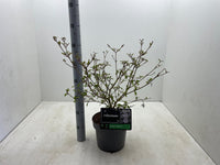 Viburnum plicatum 'Watanabe' - Japanse sneeuwbal