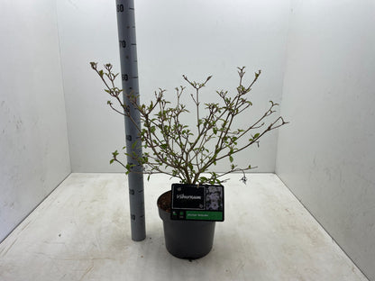 Viburnum plicatum 'Watanabe' - Japanse sneeuwbal