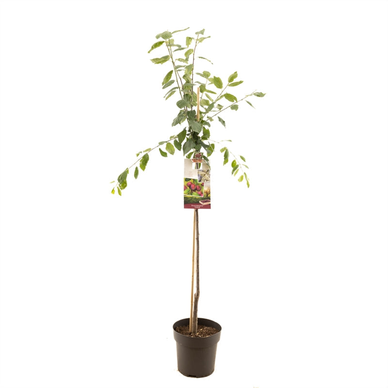 Prunus domestica Victoria - Oranje/rode pruim Halfstam