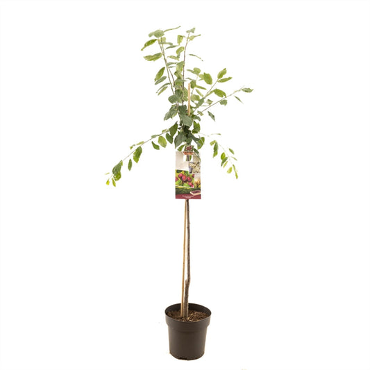 Prunus domestica Victoria - Oranje/rode pruim Halfstam