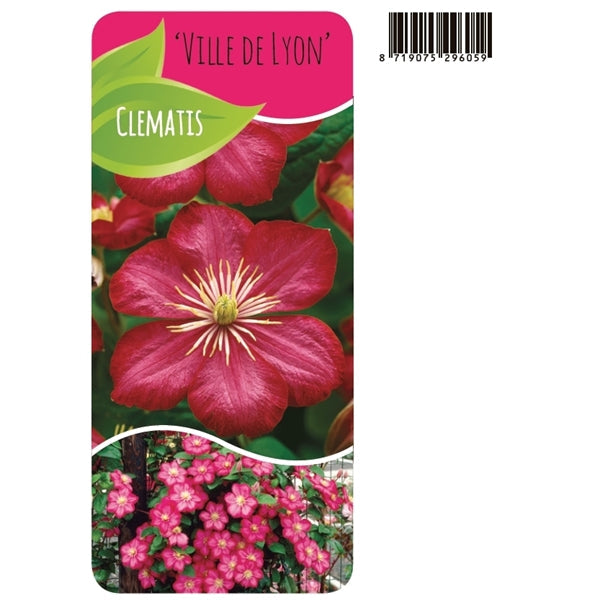 Clematis 'Ville de Lyon' - Roze bosrank