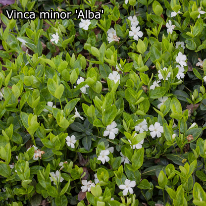 Borderpakket - Vinca 'Kleur' -  6m² - 72 planten