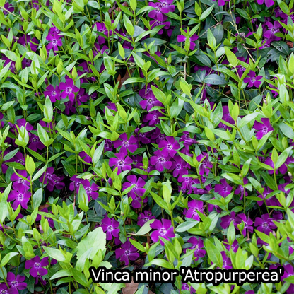Borderpakket - Vinca 'Kleur' -  6m² - 72 planten