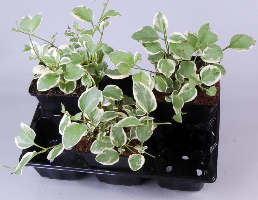 Vinca major 'Variegata' - Bonte grote Maagdenpalm