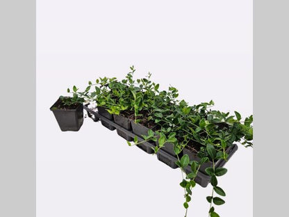 Vinca minor 'Alba' - Witte Kleine Maagdenpalm