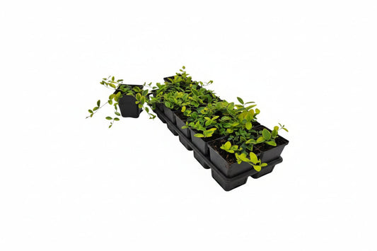 Violette vinca bloemen met geelgroene bladeren, perfect voor tuinversiering. Bloeiende klimplant met levendige kleuren, ideaal voor wand- en gronddekking.