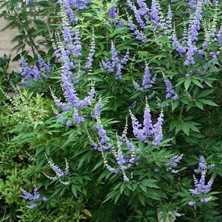 Vitex agnus-castus - Monnikenpeper