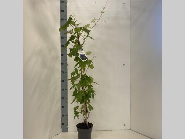 Vitis 'Boskoop Glory' - Blauwe Druif