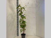 Vitis 'Boskoop Glory' - Blauwe Druif