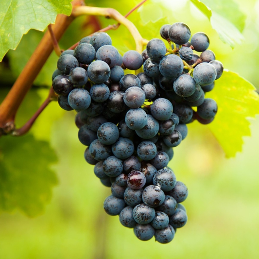 Vitis 'Boskoop Glory' - Blauwe druif - Haagelement