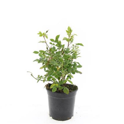 Rosa (P) 'Rote The Fairy' - Trosroos