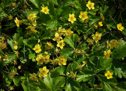 Waldsteinia ternata - Goudaardbei