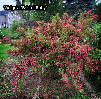 Haagpakket in pot 'Zomermix' - Pakket voor 5 meter