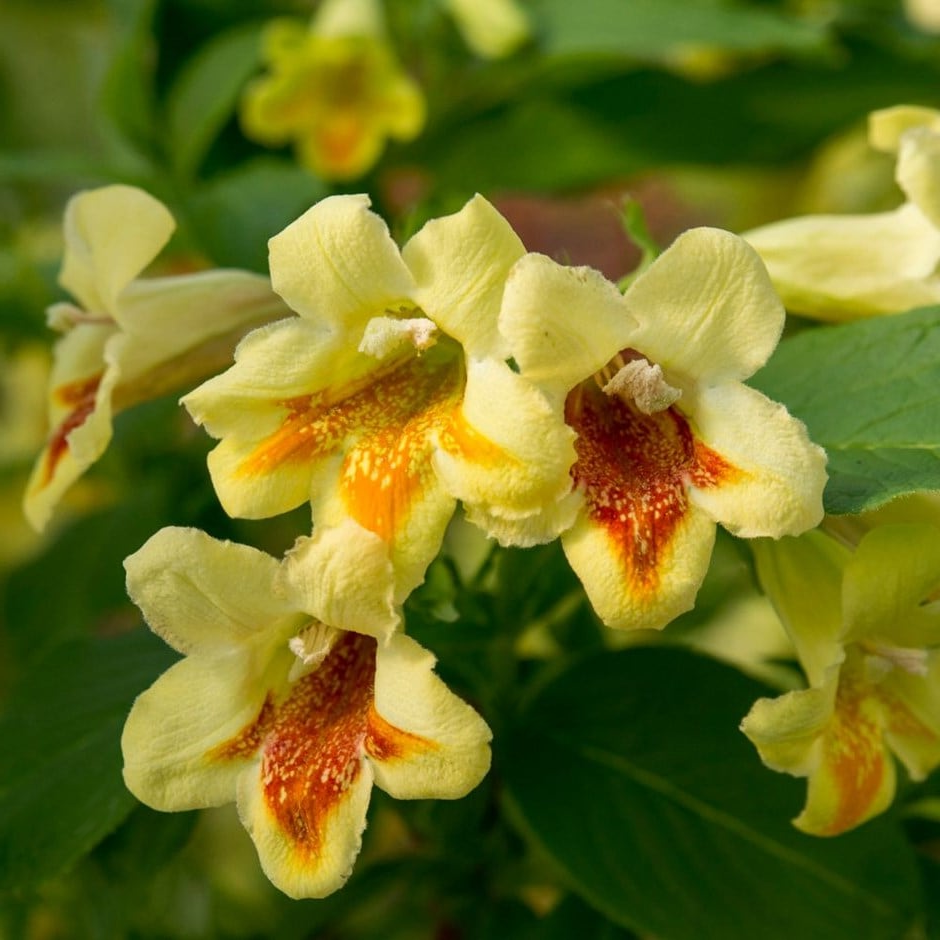 Weigela middendorffiana - Sierheester