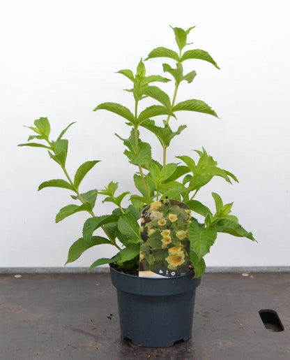 Weigela middendorffiana - Sierheester