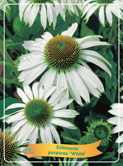 Echinacea purpurea 'Alba' - Zonnehoed