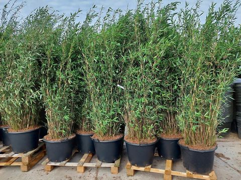 Fargesia 'Winter Joy' - Niet woekerende bamboe