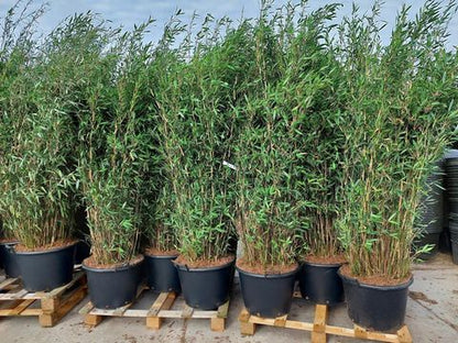 Fargesia 'Winter Joy' - Niet woekerende bamboe