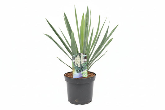 Een opvallende witte yucca met lange, gestreepte bladeren bloeit krachtig in een groene tuin. Perfect voor tuinversiering en als decoratieve plant in zonnige buitenruimtes.