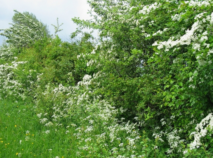 Zeeuwse Haag - Haagmix blote wortel - Pakket voor 5 meter