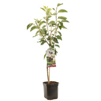Prunus avium Regina - Zoete kers laagstam