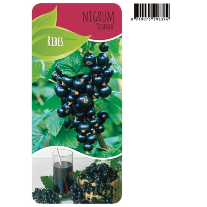 Ribes nigrum Titania - Zwarte bes