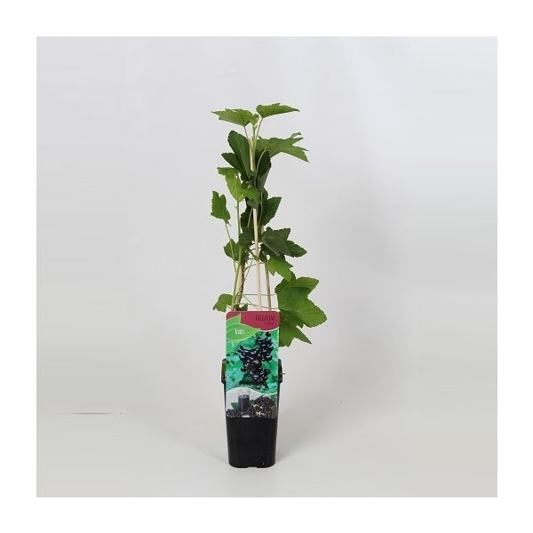 Ribes nigrum Titania - Zwarte bes