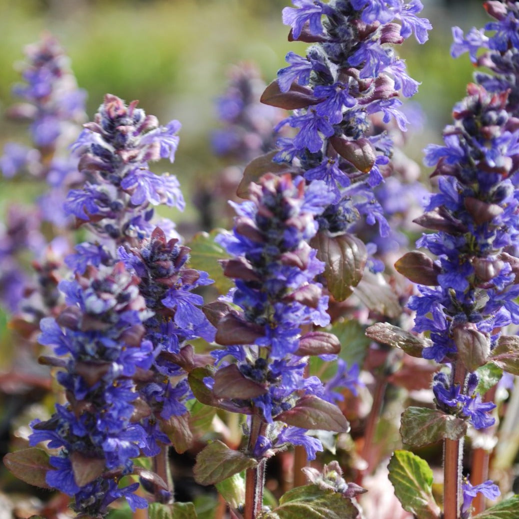 Ajuga reptans - Kruipend Zenegroen
