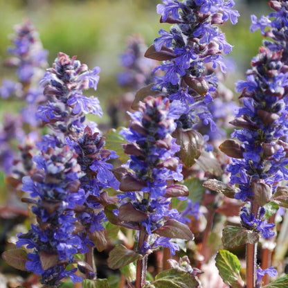 Ajuga reptans - Kruipend Zenegroen