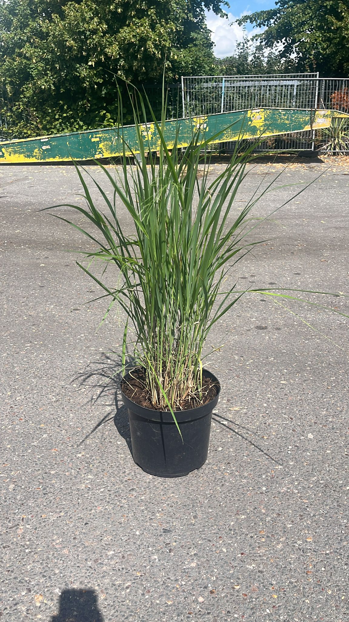 Panicum virgatum ‘Northwind’ – Sierlijk Prairiegas (C10 pot) 3 beschikbaar!
