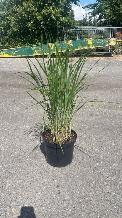 Panicum virgatum ‘Northwind’ – Sierlijk Prairiegas (C10 pot) 3 beschikbaar!