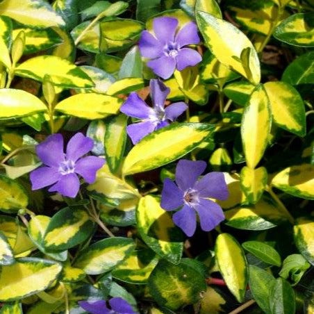 Vinca minor 'Blue and Gold' - Kleine Maagdenpalm P9 pot