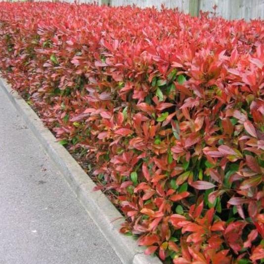 Photinia fraseri 'Red Robin' - Glansmispelhaag